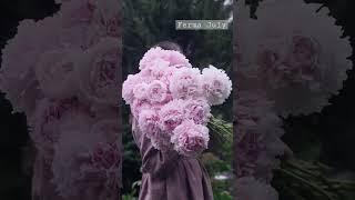 цветение пиона Сара Бернар , ферма July #сад #пионы #bloom #садоводство #flowers #farming #love