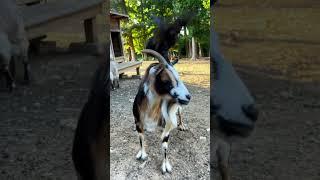 Bird Riding A Goat #goatlife #barn #birds