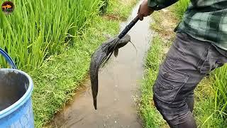 Unique & Best Teta Fishing Method In Water DreanAmazing Boy Catch Big Fish By Kotch In Water Drain