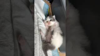 Cute kitten can't sleeping  #cat #cute #catlover #kitten