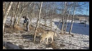 Yamnuska Wolfdog Sanctuary