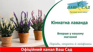 Кімнатна лаванда: Аромат та Краса у Вашому Домі. Ваш сад