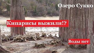 АНАПА - Озеро Сукко не будет прежним? Кипарисы на суше. Кипарисовая роща выжила?