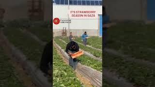 It is Strawberry Season in Gaza