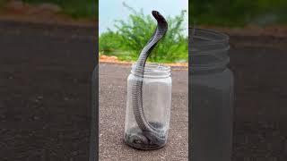 beautiful cobra snake #snake #cobrarescue #cobra