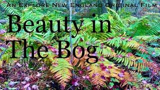 Beauty in the Bog: Discovering the Orono Bog, Orono, Maine