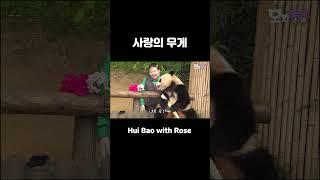 후이바오 무거워..귀여워..하지만 무거워..그래도 귀여운데..