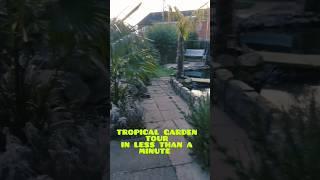 UK Tropical Style Garden TOUR, IN LESS than a MINUTE ! #garden #gardening #uktropicalgarden #shorts