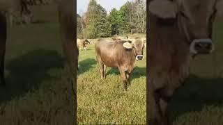 Ку хамакаса лайки зер кунем