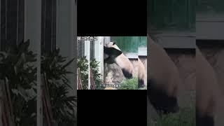 萌兰越狱名场面 #大橙子数据 #panda #熊猫生活 #搞笑