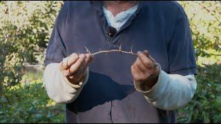 Weeding and Mulching in Perennial Beds