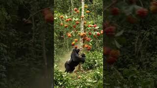 배고픈 고릴라의 식사준비 #gorilla #animals #wildlife