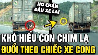 Khó hiểu 'CON CHIM LẠ' bay theo chiếc container như muốn 'CHẶN ĐƯỜNG' cao tốc | Tin Nhanh Official