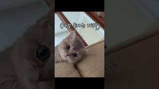 집사가 일어날때까지 기다리는 아기고양이🫶 #고양이 #아기고양이 #먼치킨 #먼치킨고양이 #고양이키우기 #새끼고양이 #개냥이 #아깽이 #munchkin