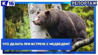 Что делать при встрече с медведем?