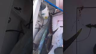 June is men’s mental health month #fishing #tuna #ocean