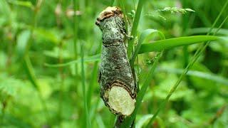 Wapendrager/Buff-tip (Phalera bucephala)