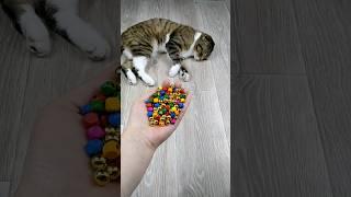 Cat ⭕ Reverse video #marblerunandmore #cat #reversevideo #funny #asmr