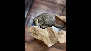 Mr T Cat ASMR- “A New Cigar!” (Music)