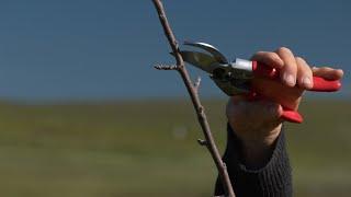 WINTER PRUNING APPLE TREES...Fruit Tree Structure and a Demonstration of the Basic Pruning Cuts