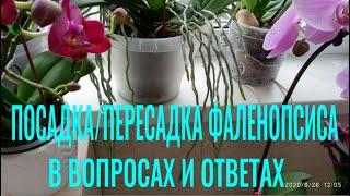 СУБСТРАТ/ГРУНТ, ФИТИЛЬ для посадки ОРХИДЕИ В ВОПРОСАХ и ОТВЕТАХ. ПОСАДКА, ПЕРЕСАДКА Фаленопсиса!!!