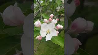 #apple #blossom #white #pink #fruit #tree #dream #on #music #spring #may #2023