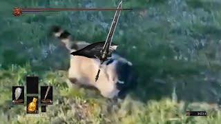 Elden Ring / Dark Souls Raccoon Rolling Meme