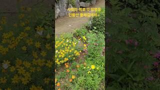 #임영웅 #사랑의 미로 #인왕산 둘레길에서~#shorts