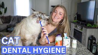 Top 5 Best Cat Dental Hygiene Products