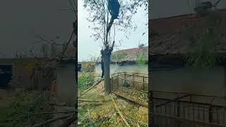 Tree cutting process with excavator and chainsaw