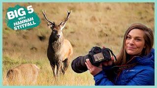 Red Deer | Big 5: Scotland | BBC Earth Kids