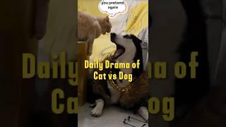 Wildly Funny: Hilarious Animal Daily Drama of Cat vs. Dog,part 2#HilariousPets#LaughOutLoud #funny