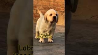 # Bk pet Zone # Hifi Quality Labrador male puppy for sale (8920196052)