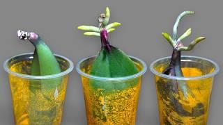 Just rice! Orchid leaves grow 200% of roots immediately and bloom super flowers