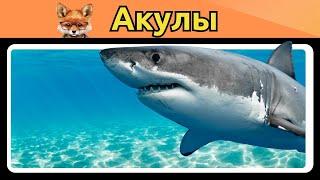 Познавательные Видео Для Детей | Акула