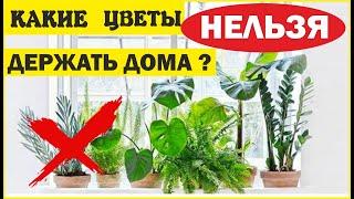 КАКИЕ ЦВЕТЫ НЕЛЬЗЯ ДЕРЖАТЬ ДОМА. ПРИМЕТЫ И СУЕВЕРИЯ