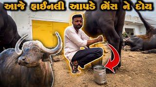 ભેંસ ને દોવાની આવી સ્પીડ જોય છે તમે ?