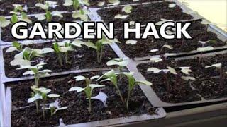 This Simple HACK STOPS Seedling Damping OFF Attack