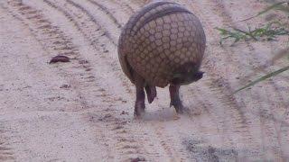 Tatu virando bola,  Armadillo  rolls into a ball - In the wild Brazil