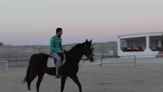 Learn Horse Riding - Fahad Aziz Niazi