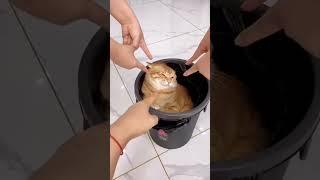 #cat #funny #happycats #catmemes #music #memes #trending #trendingshorts #new #reels