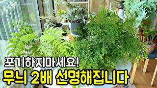 무늬 선명도 높이는 고사리 키우기 팁! 특별한 잎 색상 유지하는 비밀 | 환경에 따라 달라지는 관리법!  무늬종 식물 아디안텀 고사리 키우기의 핵심 포인트