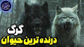 حقایق و رازهایی از دنیای گرگ ها