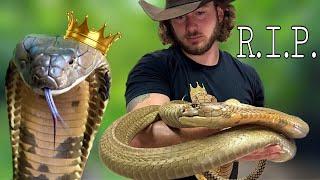 Kevin The King Cobra has passed