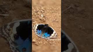 Junonia orithya butterfly #viralviedo #youtubeshorts #treanding #amaizing butterfly#amaizing #