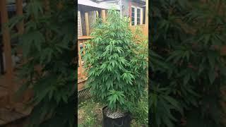 These are Purple Pineapple Skunk !!! Come check out the first of many outdoor growing videos!!!!!!!
