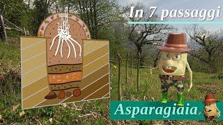 Coltivazione degli Asparagi in 7 passaggi