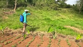 @Jamaica  Farmer have house car shop Out of Farming#vrialvedio