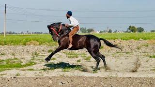 DHURKOT (Ludhiana) || Horse Racing || 7th March’25@marwarihorselovers