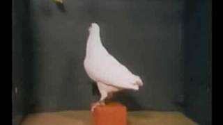 A Pigeon Solves the Classic Box-and-Banana Problem